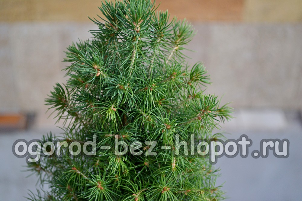 난쟁이 가문비나무, 관리 및 심기