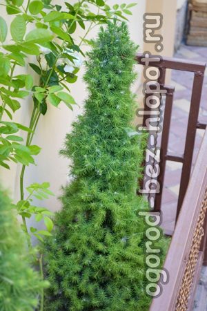 가문비나무 관리