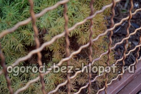 가문비나무의 녹