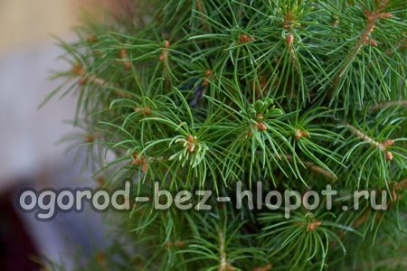 난쟁이 가문비나무