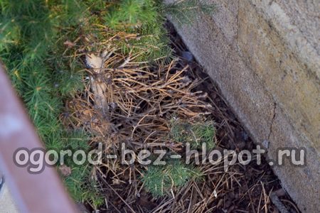 전나무에서 셔틀