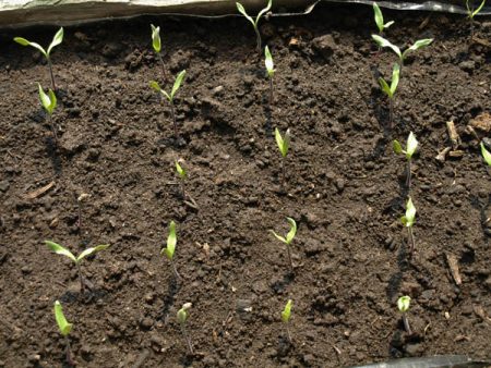 씨앗에서 자라다