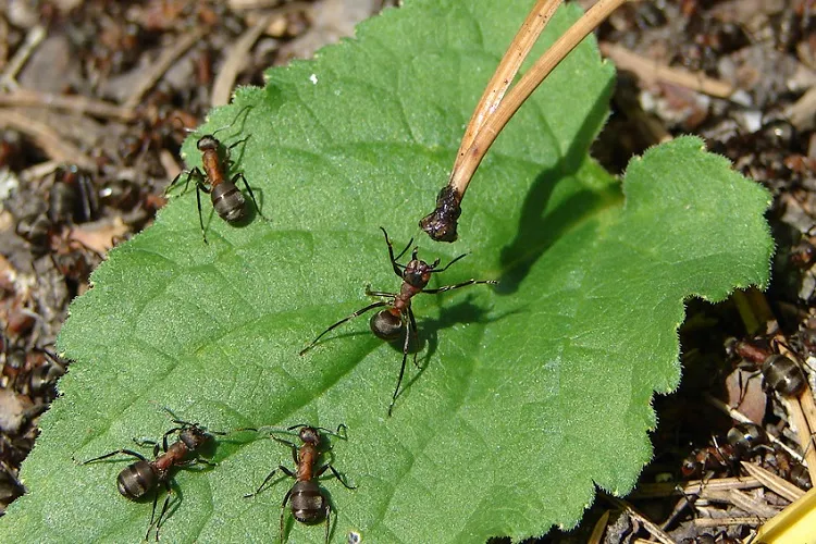 우엉 위의 개미