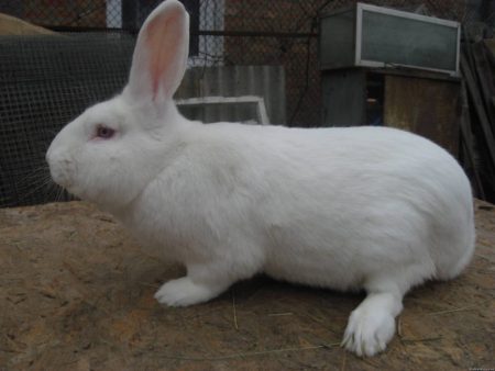 토끼의 육종 품종
