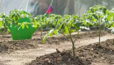 암모니아를 이용한 첫 번째 공급