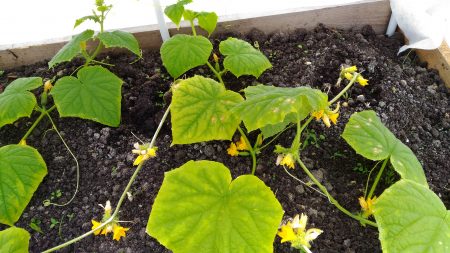 오이의 비료 부족