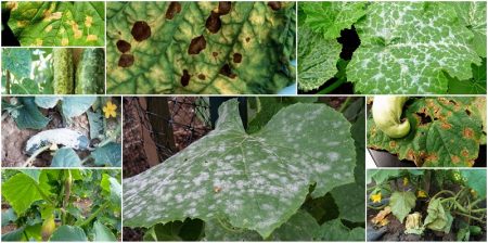 미량 영양소 결핍