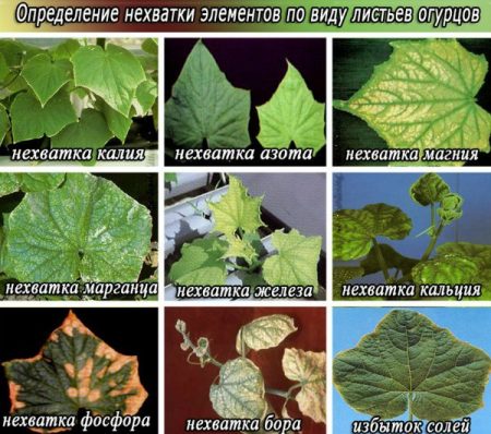 오이 비료 부족