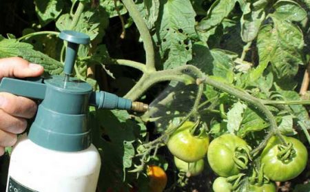 토마토를 암모니아로 처리하기 4