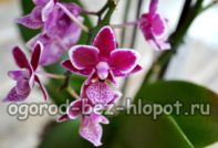 난초, 질병 식별