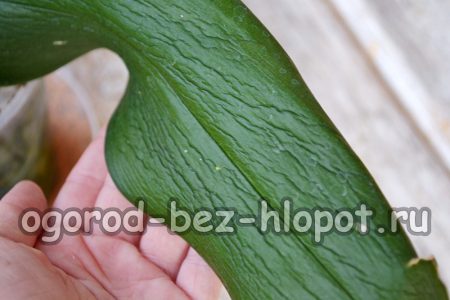 건강에 해로운 난초 잎