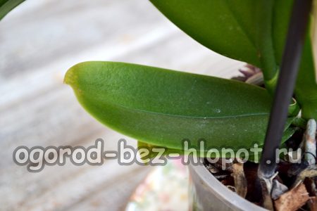 잎이 떨어질 수도 있습니다