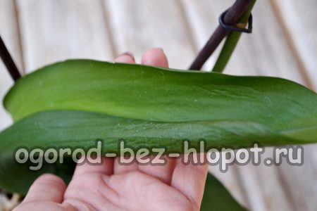 난초의 푸자리움 썩음병