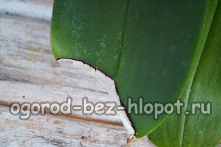 직사광선의 영향