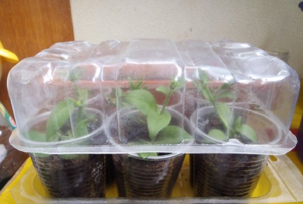 페튜니아 꺾꽂이 뿌리 내리기