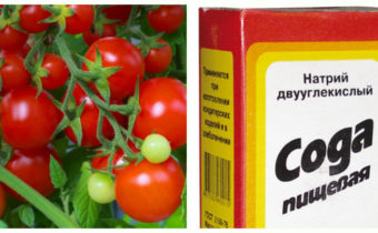 토마토용 베이킹소다