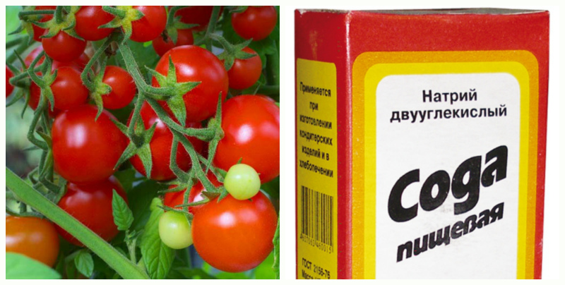 토마토용 베이킹소다