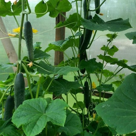 오이 비료 주기