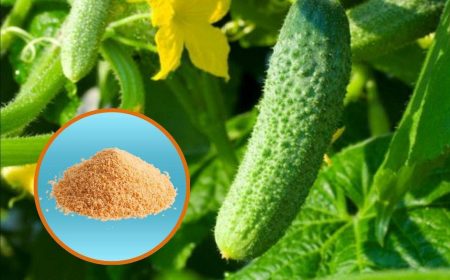 오이 비료 주기