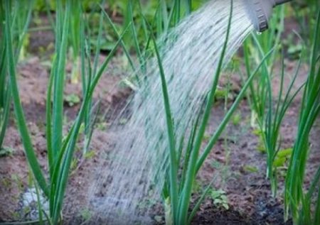 양파를 먹이는 방법