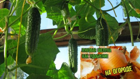 오이용 양파 껍질