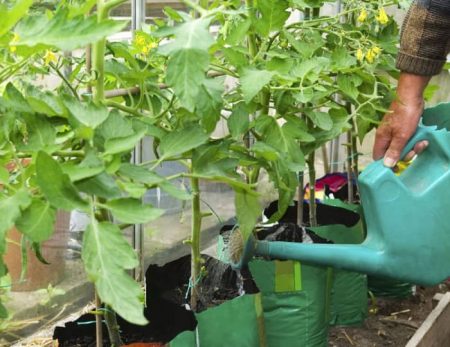 니트로암모포스카로 토핑 드레싱