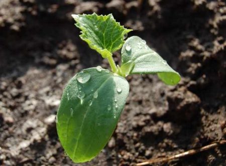 오이 묘목에 비료 주기