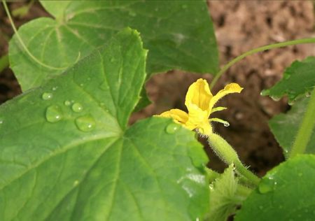 개화 중 비료 공급