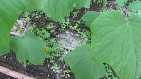 애쉬 탑 드레싱