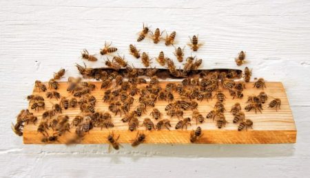 떼지어 몰려드는