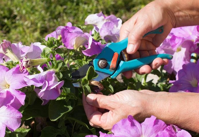 꽃이 피는 동안 꼬집기