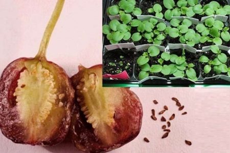 씨앗을 이용한 푸크시아 번식