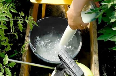 우유와 함께 토마토 가공