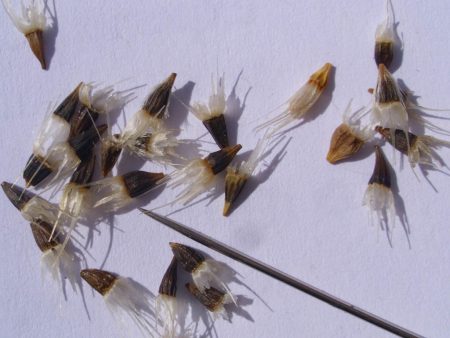 가일라디아 씨앗 수집