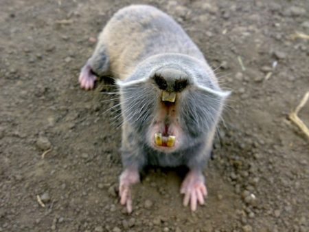 당신은 다차에서 눈을 멀게 만들 것입니다