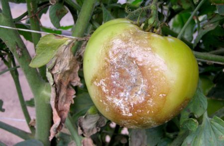 역병에 걸린 토마토