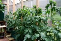 온실 속의 큰 토마토 덤불