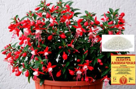 푸시아 비료 주기