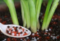 양파를 먹이는 방법