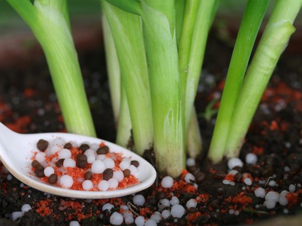 양파를 먹이는 방법