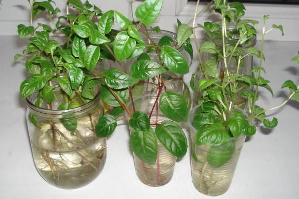 푸시아 뿌리 내리기