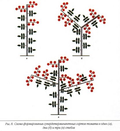 3개의 줄기로 형성