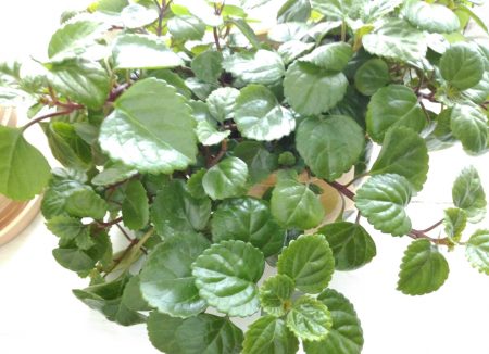 푸시아가 쉬고 있어요