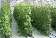 격자 위의 오이