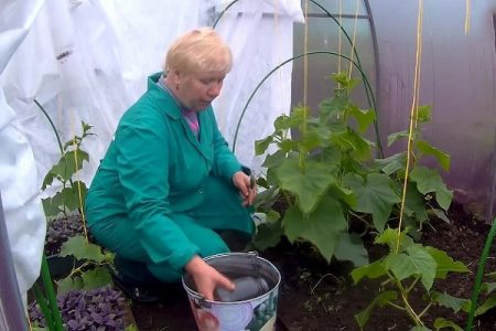 온실에서 오이에 비료 주기