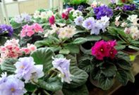 창틀 위의 보라색