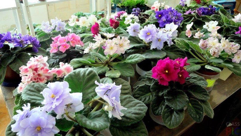 창틀 위의 보라색