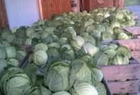 양배추 보관 방법