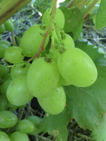 나탈리아 로스토바 포도