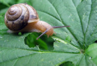 달팽이가 먹는다
